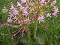Brunsvigia radulosa flower of the lighter variety