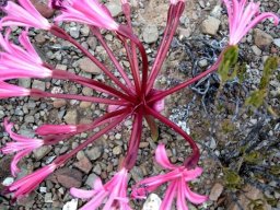 Brunsvigia striata pedicel bases