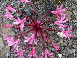 Brunsvigia striata
