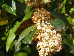 Buddleja