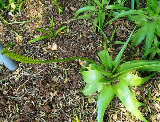 Bulbine latifolia