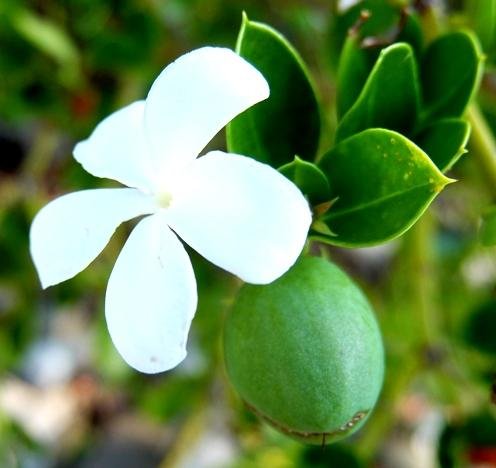 Carissa bispinosa white flower, green fruit