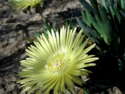 Cephalophyllum loreum flowers