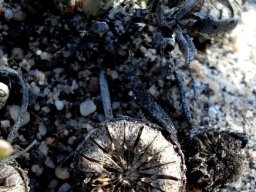Cephalophyllum loreum dry fruit