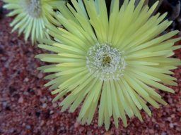 Cephalophyllum loreum old anthers