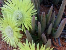 Cephalophyllum