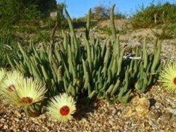 Cephalophyllum pillansii flowers at the ready