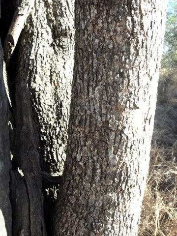 Combretum apiculatum subsp. apiculatum trunk
