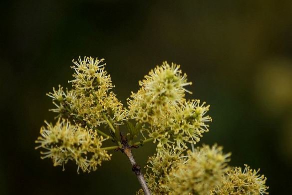 Combretum apiculatum subsp. apiculatum flowers