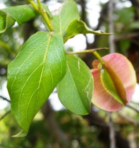 Combretum collinum in the Kruger National Park in January