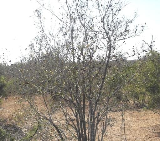 Combretum hereroense in winter garb