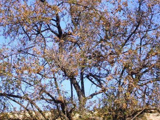 Combretum hereroense