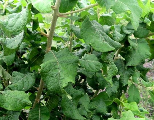 Combretum mossambicense leaves