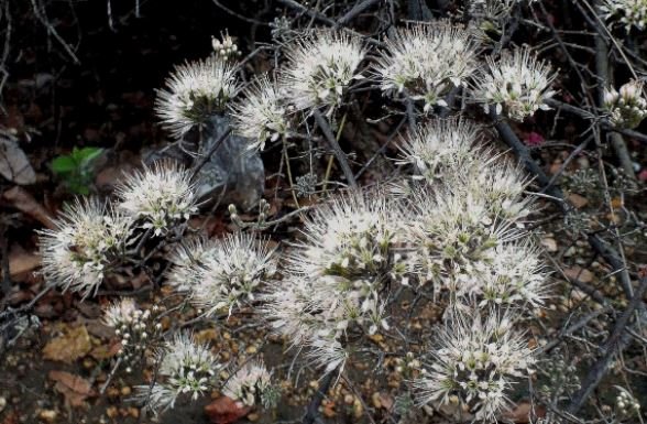 Combretum mossambicense on a festive day