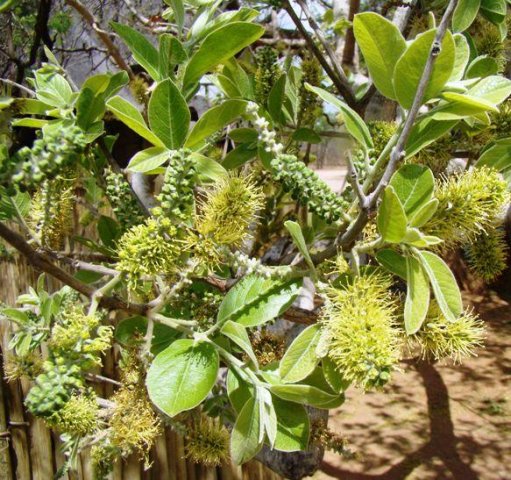 Combretum zeyheri