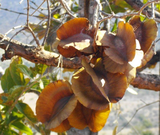 Combretum zeyheri fruits
