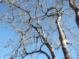 Combretum apiculatum subsp. apiculatum upper branches