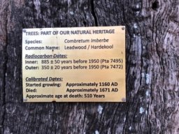 Combretum imberbe fascinating numbers
