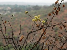 Combretum molle between seasons