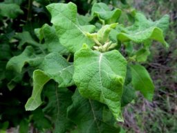 Combretum mossambicense stem-tip