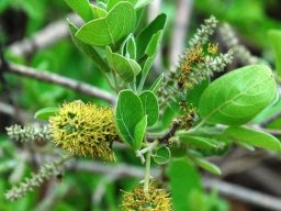 Combretum in flower at Silkaatsnek