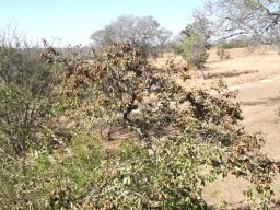 Combretum zeyheri, a prolific bearer of large fruit