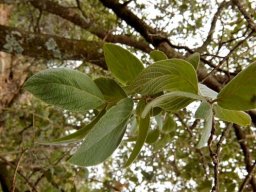 Combretum zeyheri leaves
