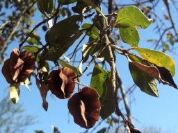 Combretum zeyheri leaves at the end of the season