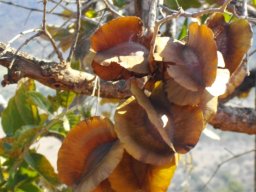Combretum zeyheri fruits