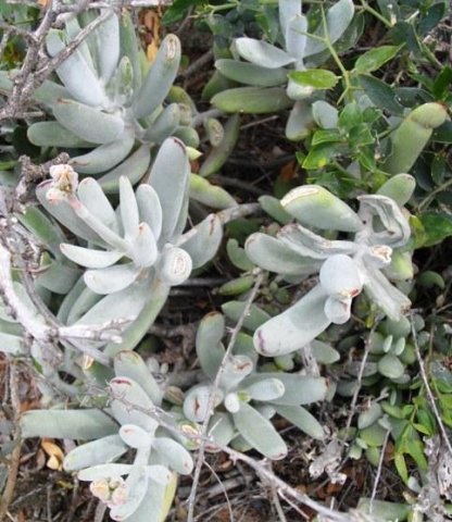 Cotyledon papillaris grey leaves