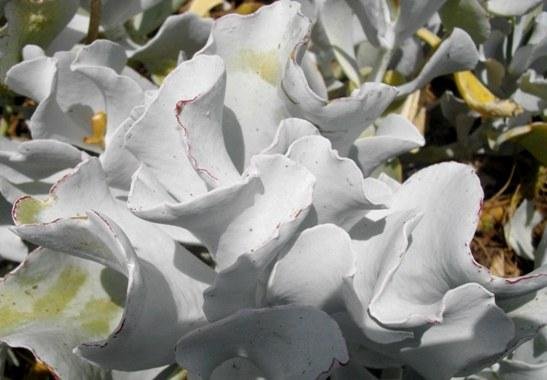 Cotyledon orbiculata var. orbiculata leaves
