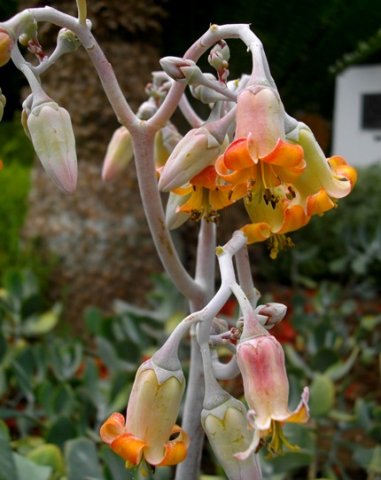 Cotyledon orbiculata orange inside