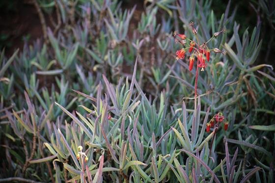 Cotyledon barbeyi