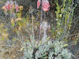 Cotyledon papillaris in the Rooiberg