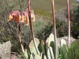 Cotyledon orbiculata var. oblonga