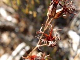 Cotyledon papillaris flower remains