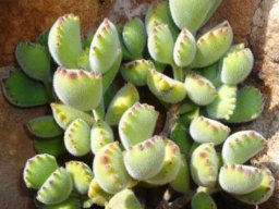 Cotyledon tomentosa subsp. tomentosa