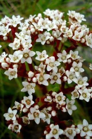 Crassula alba var. alba white flowers and red stems