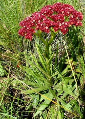 Crassula alba var. parvisepala