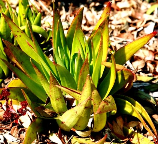Crassula alba