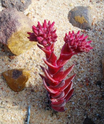 Crassula alpestris subsp. alpestris