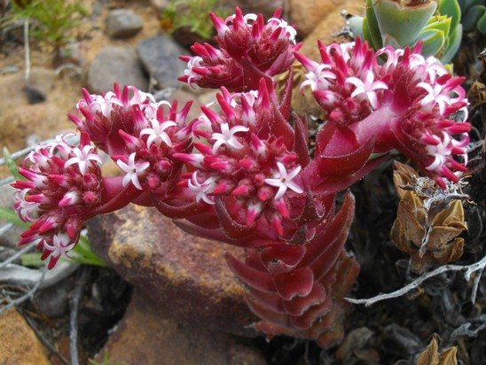 Crassula alpestris subsp. alpestris branching near the top 