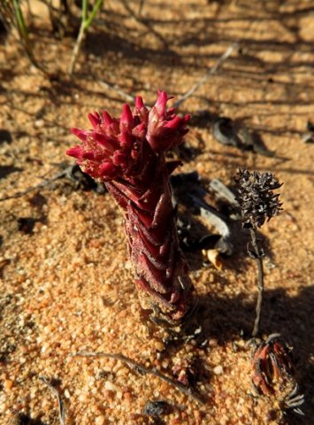 Crassula alpestris subsp. alpestris yesterday, today and tomorrow