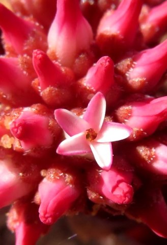Crassula alpestris subsp. alpestris flower