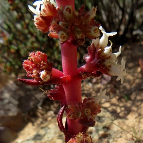 Crassula alpestris subsp. massonii old stem flower clusters