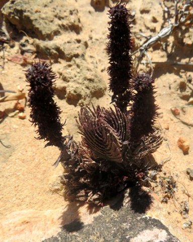 Crassula alpestris subsp. massonii dry, black flowers
