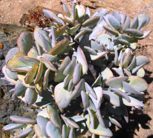 Crassula arborescens