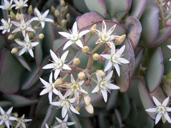 Crassula arborescens flowers