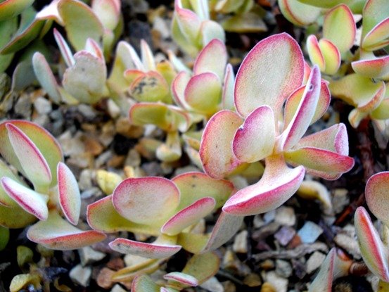 Crassula atropurpurea