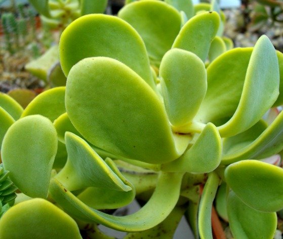 Crassula fallax leaves